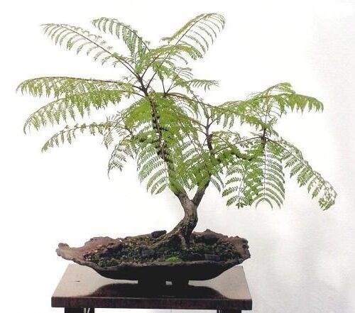 Best Jacaranda Bonsai Tree Pictures 12