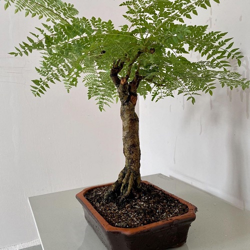 Best Jacaranda Bonsai Tree Pictures 15