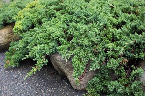 Garden Juniper plants for your garden