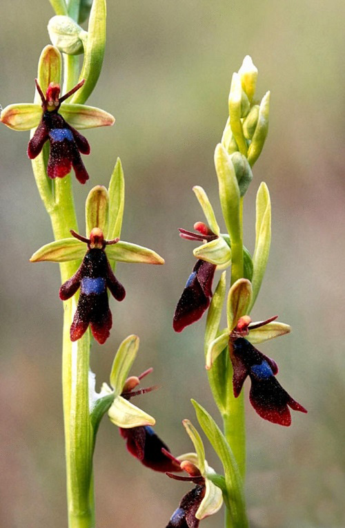 fly orchid flowers that Look like fly