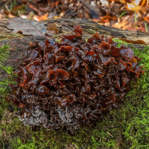 Plants that Look Like Brain 15