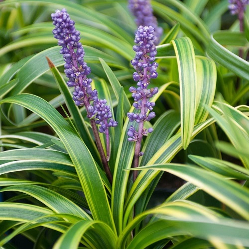 Magnificent Perennial Flowers with Decades of Bloom  1