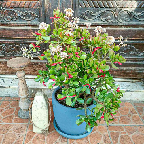 Botany Bay Jade Plants with flower