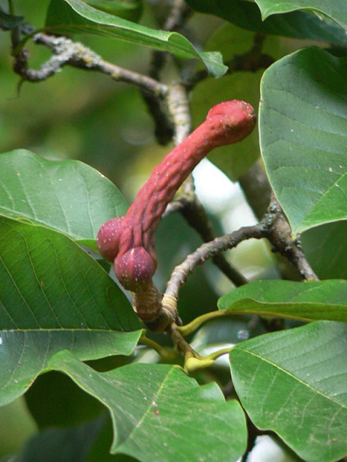  Penis-Resembling Features Plant 