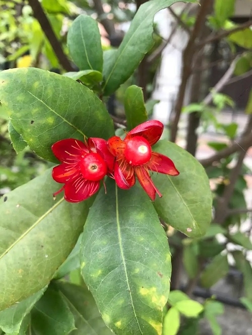 Mickey Mouse Plant flower look like eyes