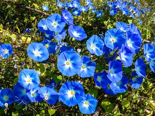 plants with Blue and White Flowers 11