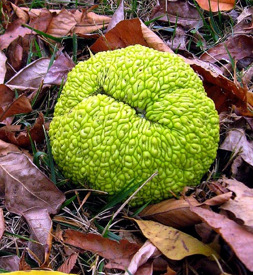 Strange Plants That Remind Me of Brains 17