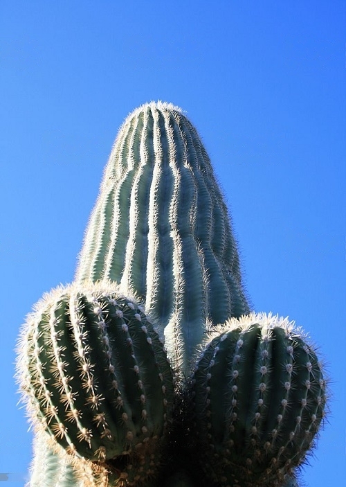 Plants with Penis-Resembling Features 