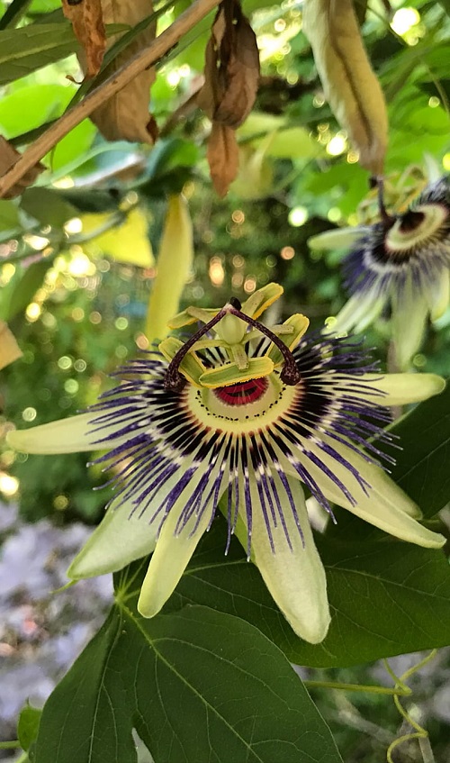 Distinctive Flowers with a Happy Face 2