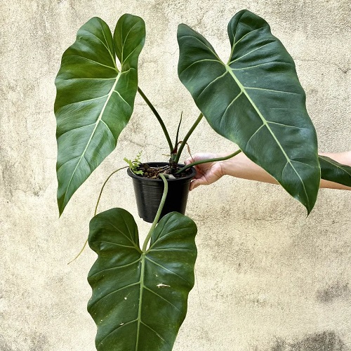 Plants with an Elephant Ear Similarity 15