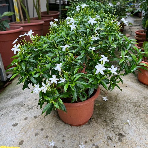 How to Grow Crepe Jasmine and  Care