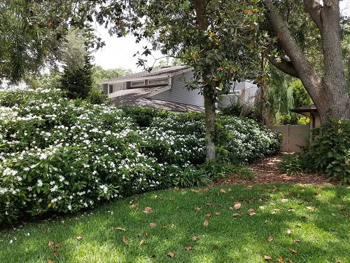 Landscape Uses of Pinwheel Jasmine Flower