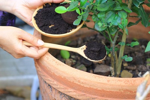 DIY potassium rich plant fertilizer
 