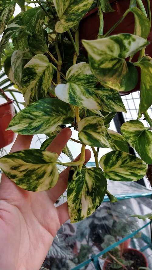 Increase Variegation in Pothos Plant