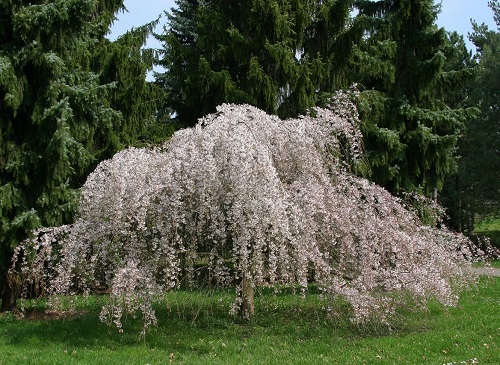 full bloom Autumn Flowering Cherry tree