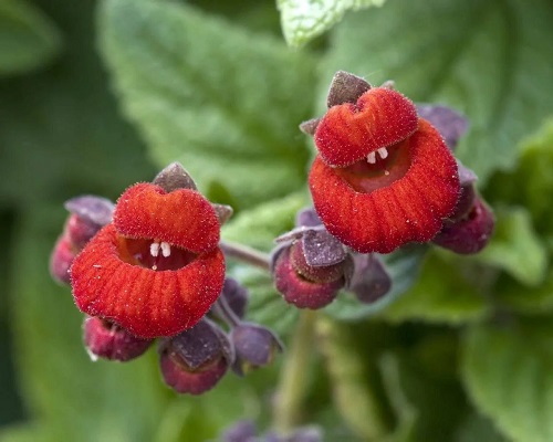 Strange Flowers with a Happy Face 1