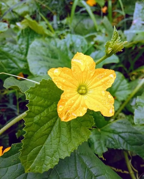 Flowers that Look like Morning Glories 20