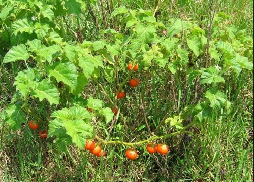 Unusual Plants That Remind Us of Tomatoes 