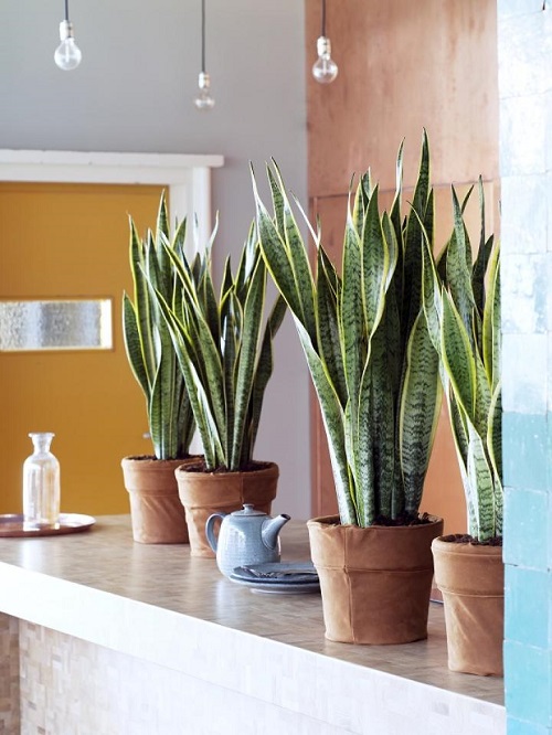 Snake Plants on a Bar