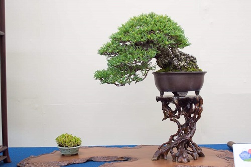 Shohin Bonsai Tree on plant stand