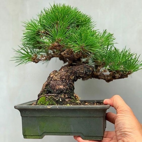 Shohin Bonsai Tree with brown steam