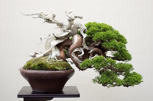 Shohin Bonsai Tree 