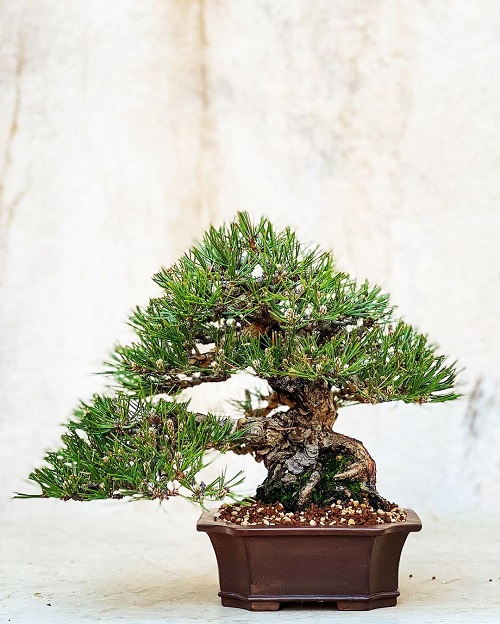 Shohin Bonsai Tree 2