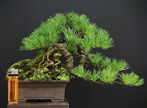 curved Shohin Bonsai Tree