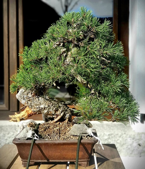 Shohin Bonsai Tree with needle shape leaves