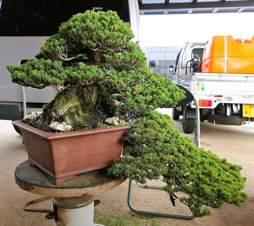 Shohin Bonsai Tree on wooden table