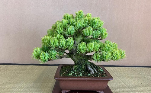  Shohin Bonsai Tree on table