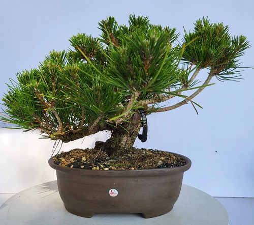 Shohin Bonsai Tree 3