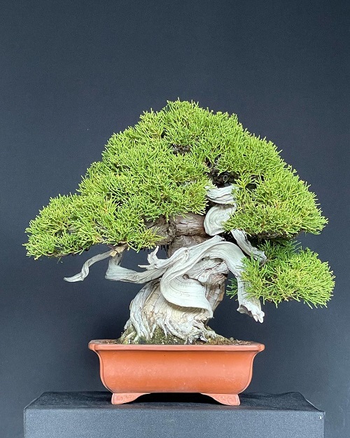 Shohin Bonsai Tree on square pot 