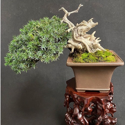 Shohin Bonsai Tree on attractive table