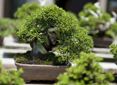 Shohin Bonsai Tree with white steam