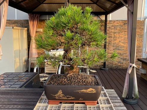 Shohin Bonsai Tree on macrame pot