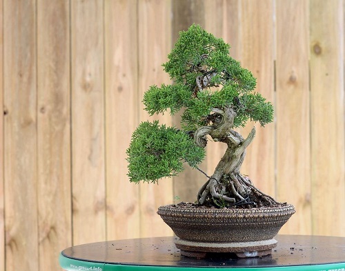 Shohin Bonsai Tree on round table 