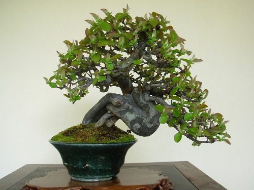 Shohin Bonsai Tree with hard trunk