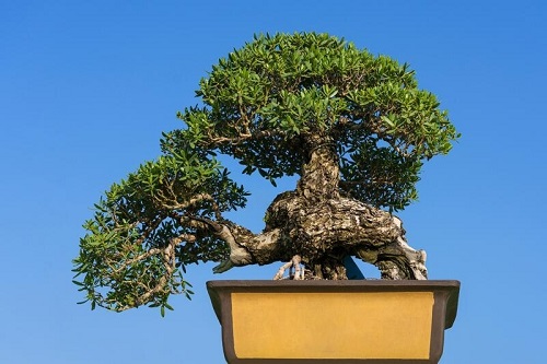 Shohin Bonsai Tree on square box