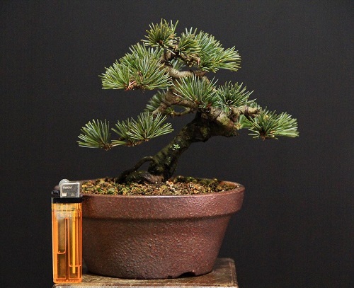 Shohin Bonsai Tree  with lighter