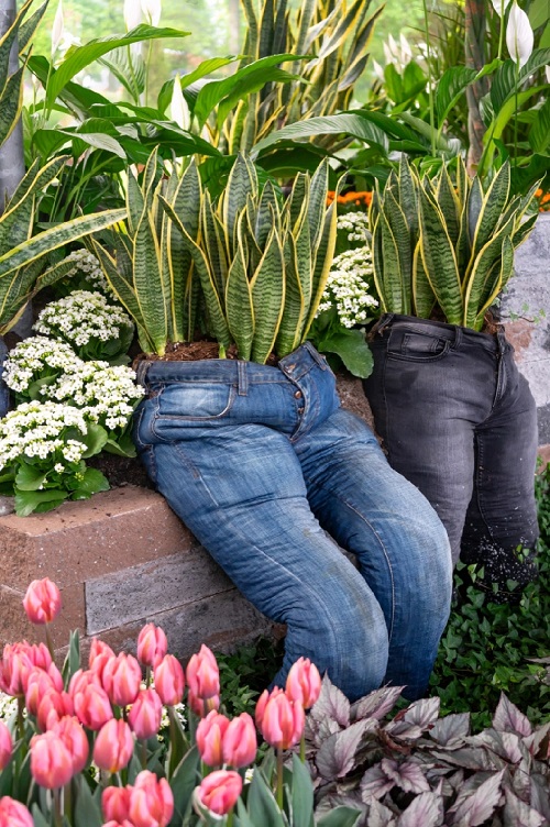 Snake Plants in Denim