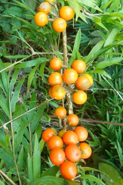 Weed That Resemble Tomato Plants 