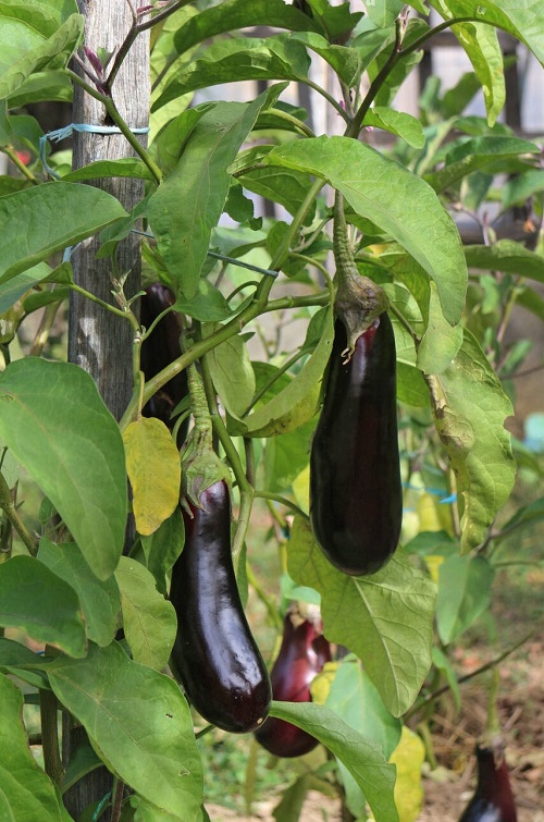 Black Nightshade Plants in garden 4