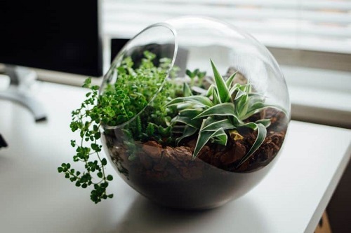 Small Terrarium Plants 17