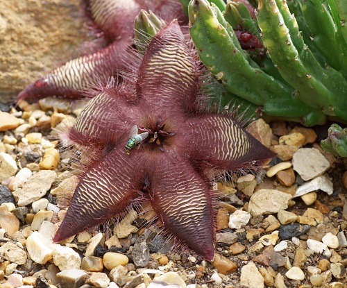 Outstanding Variety of Colourful Stapelia 1