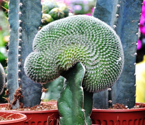 Plants That Look Like Brains 1