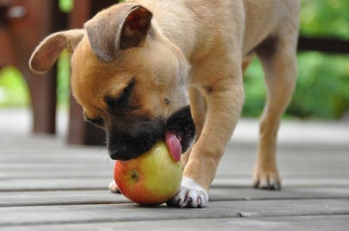 Best Fruits Dogs Can Eat  2