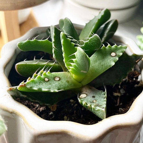 tiger jaws succulents that looks like animal's jaw