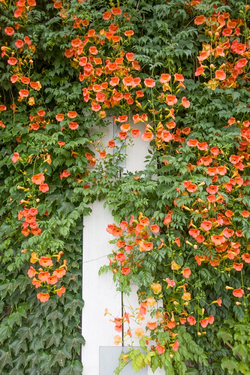 Blooming Perennial Flowers for a decade 1