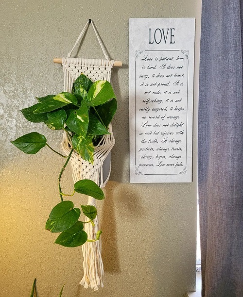 Different Ways to Grow Pothos 
